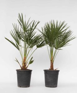Plant in a Box - Bergpalme - 2 Stk - Chamaerops humilis - Höhe 70-80cm - Topf 21cm