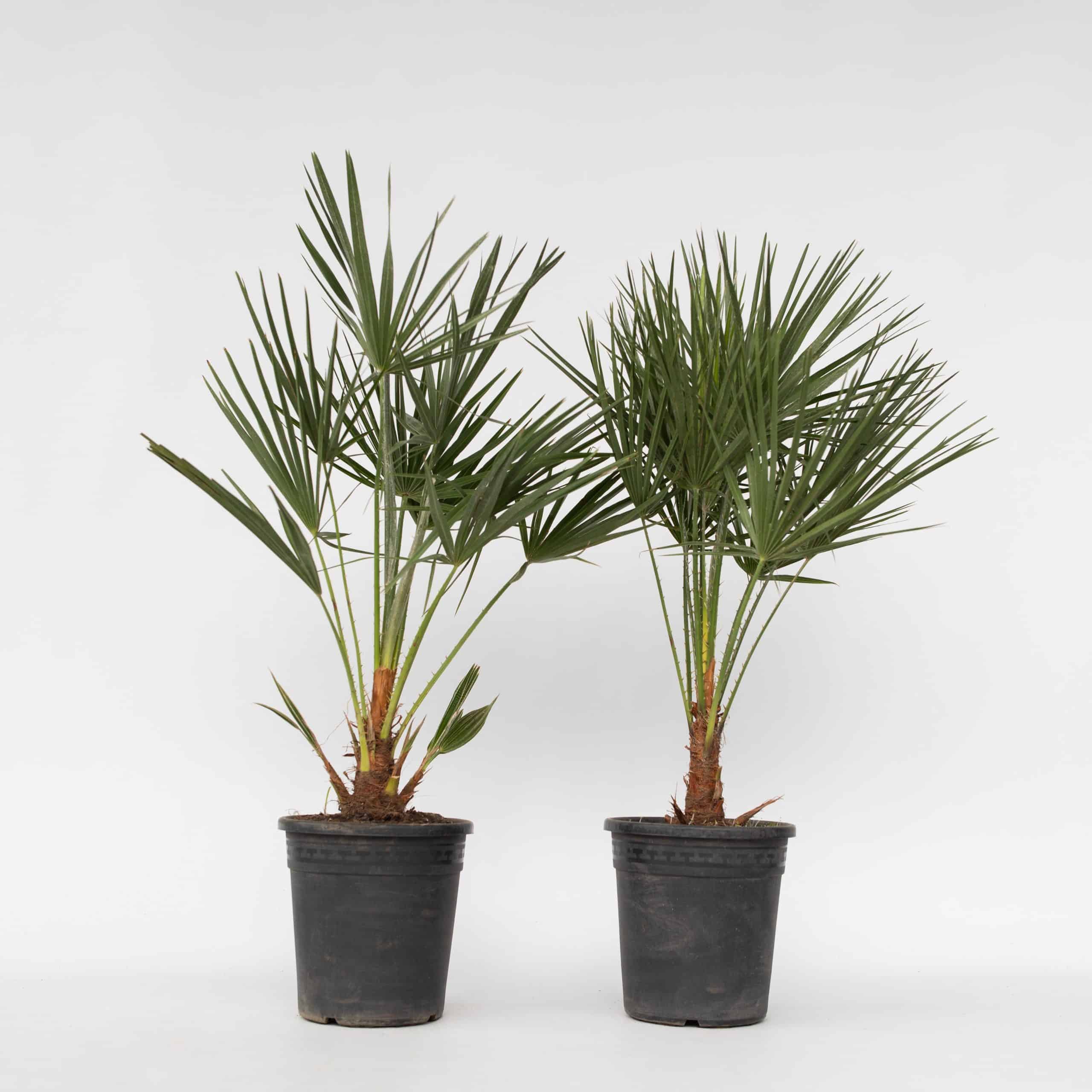 Plant in a Box - Bergpalme - 2 Stk - Chamaerops humilis - Höhe 70-80cm - Topf 21cm