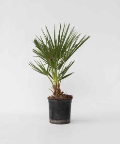 Plant in a Box - Bergpalme - Chamaerops humilis - Höhe 50-60cm - Topf 15cm
