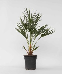 Plant in a Box - Bergpalme - Chamaerops humilis - Höhe 70-80cm - Topf 21cm