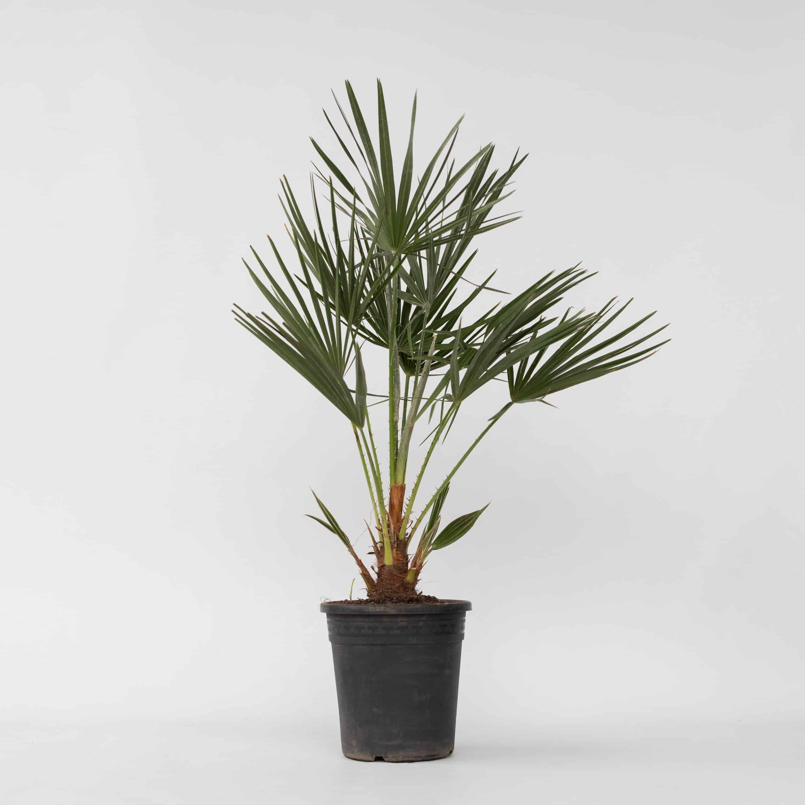 Plant in a Box - Bergpalme - Chamaerops humilis - Höhe 70-80cm - Topf 21cm