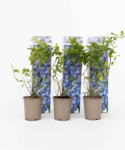 Plant in a Box - Blaubeere - 3 Stk - Vaccinium corymbosum 'Sunshine Blue' - Höhe 25-40cm - Topf 9cm