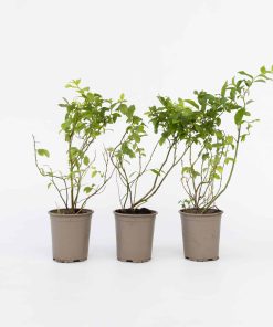 Plant in a Box - Blaubeere - 6 Stk - Vaccinium corymbosum 'Sunshine Blue' - Höhe 25-40cm - Topf 9cm