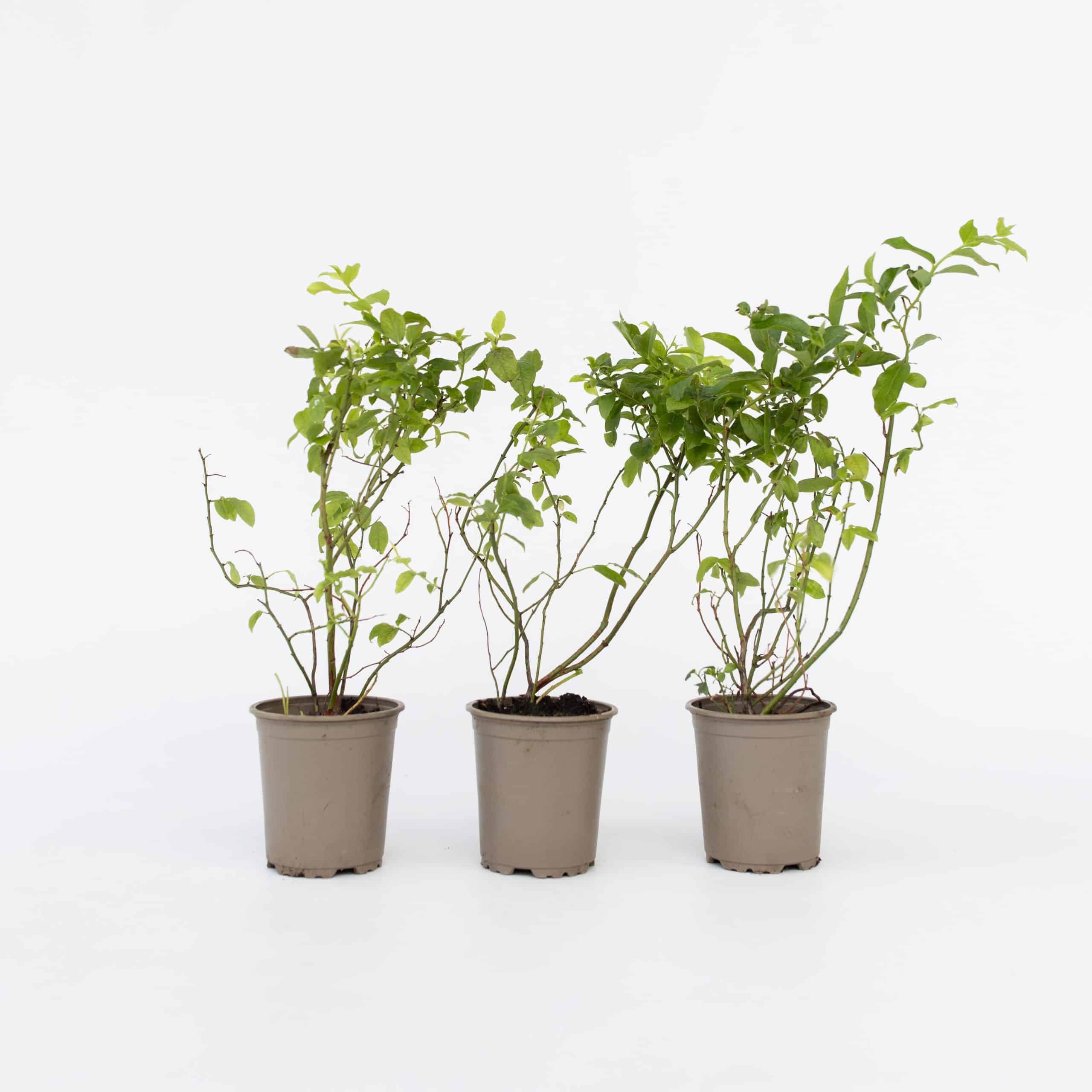 Plant in a Box - Blaubeere - 6 Stk - Vaccinium corymbosum 'Sunshine Blue' - Höhe 25-40cm - Topf 9cm