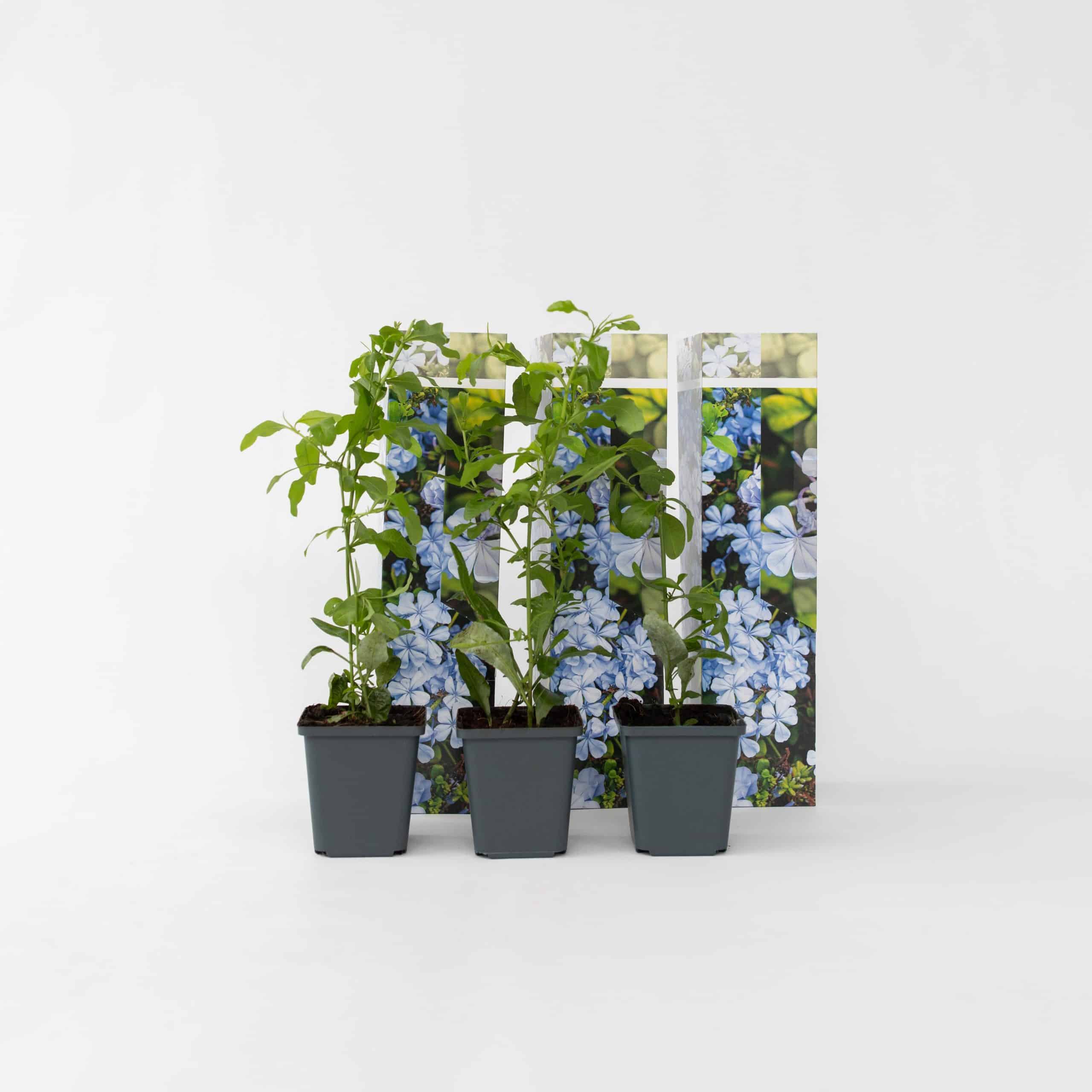 Plant in a Box - Blauer Bleiwurz - 6 Stk - Plumbago auriculata - Höhe 25-40cm - Topf 9cm