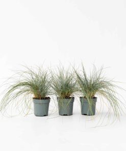 Plant in a Box - Blaugrünes Schwingel - 3 Stk - Festuca glauca Elijah Blue - Höhe 10-15cm - Topf 9cm