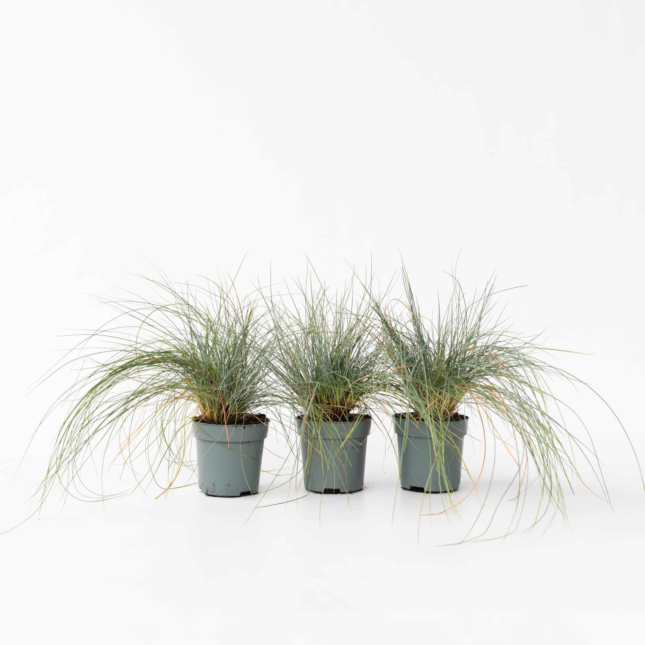 Plant in a Box - Blaugrünes Schwingel - 3 Stk - Festuca glauca Elijah Blue - Höhe 10-15cm - Topf 9cm