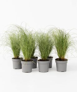 Plant in a Box - Blaugrünes Schwingel - 6 Stk - Festuca glauca Elijah Blue - Höhe 10-15cm - Topf 9cm