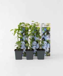 Plant in a Box - Bleiwurz - 3 Stk - Plumbago auriculata - Höhe 25-40cm - Topf 9cm