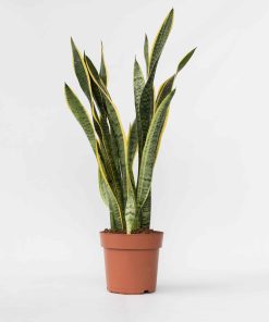 Plant in a Box - Bogenhanf - Sansevieria trifasciata Laurentii - Höhe 65-75cm - Topf 21cm