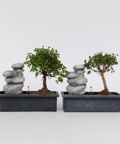 Plant in a Box - Bonsaibaume - 2 Stk - Bonsai - Höhe 25-35cm - Topf 29cm