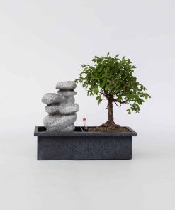 Plant in a Box - Bonsaibaume - Bonsai - Höhe 25-35cm - Topf 29cm