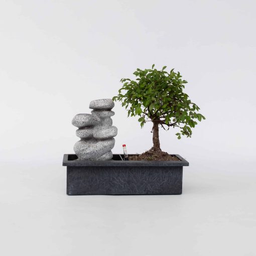 Plant in a Box - Bonsaibaume - Bonsai - Höhe 25-35cm - Topf 29cm