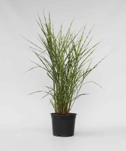 Plant in a Box - Chinaschilf Zebrinus - Miscanthus sinensis 'Zebrinus' - Höhe 20-30cm - Topf 23cm