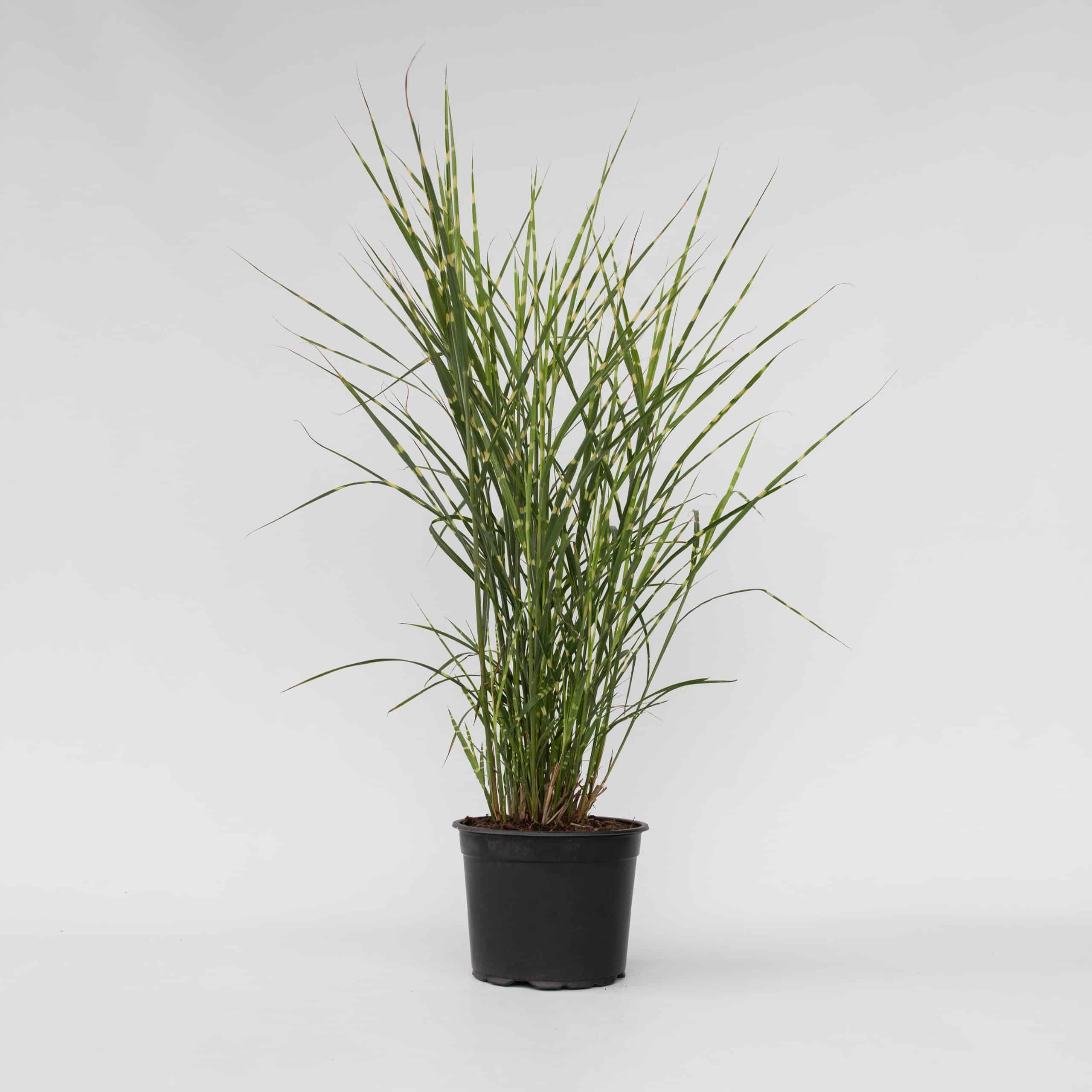 Plant in a Box - Chinaschilf Zebrinus - Miscanthus sinensis 'Zebrinus' - Höhe 20-30cm - Topf 23cm