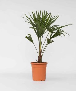 Plant in a Box - Chinesische Hanfpalme - Trachycarpus Fortunei - Höhe 65-75cm - Topf 21cm