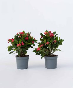 Plant in a Box - Christusdorn - 2 Stk - Euphorbia 'Milii' - Höhe 25-35cm - Topf 13cm