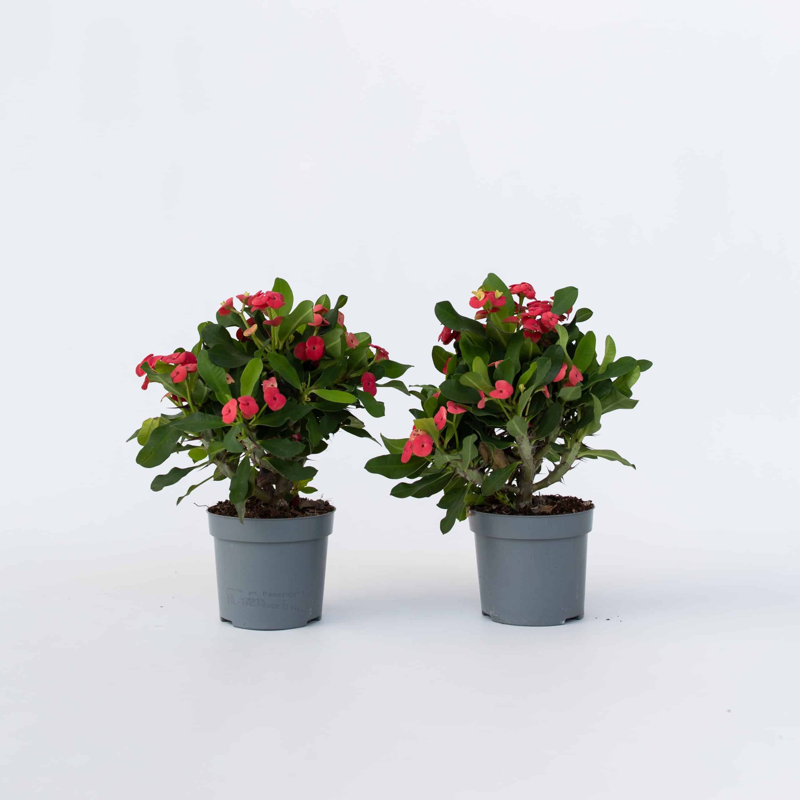 Plant in a Box - Christusdorn - 2 Stk - Euphorbia 'Milii' - Höhe 25-35cm - Topf 13cm