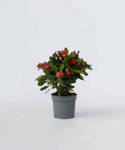 Plant in a Box - Christusdorn - Euphorbia 'Milii' - Höhe 25-35cm - Topf 13cm