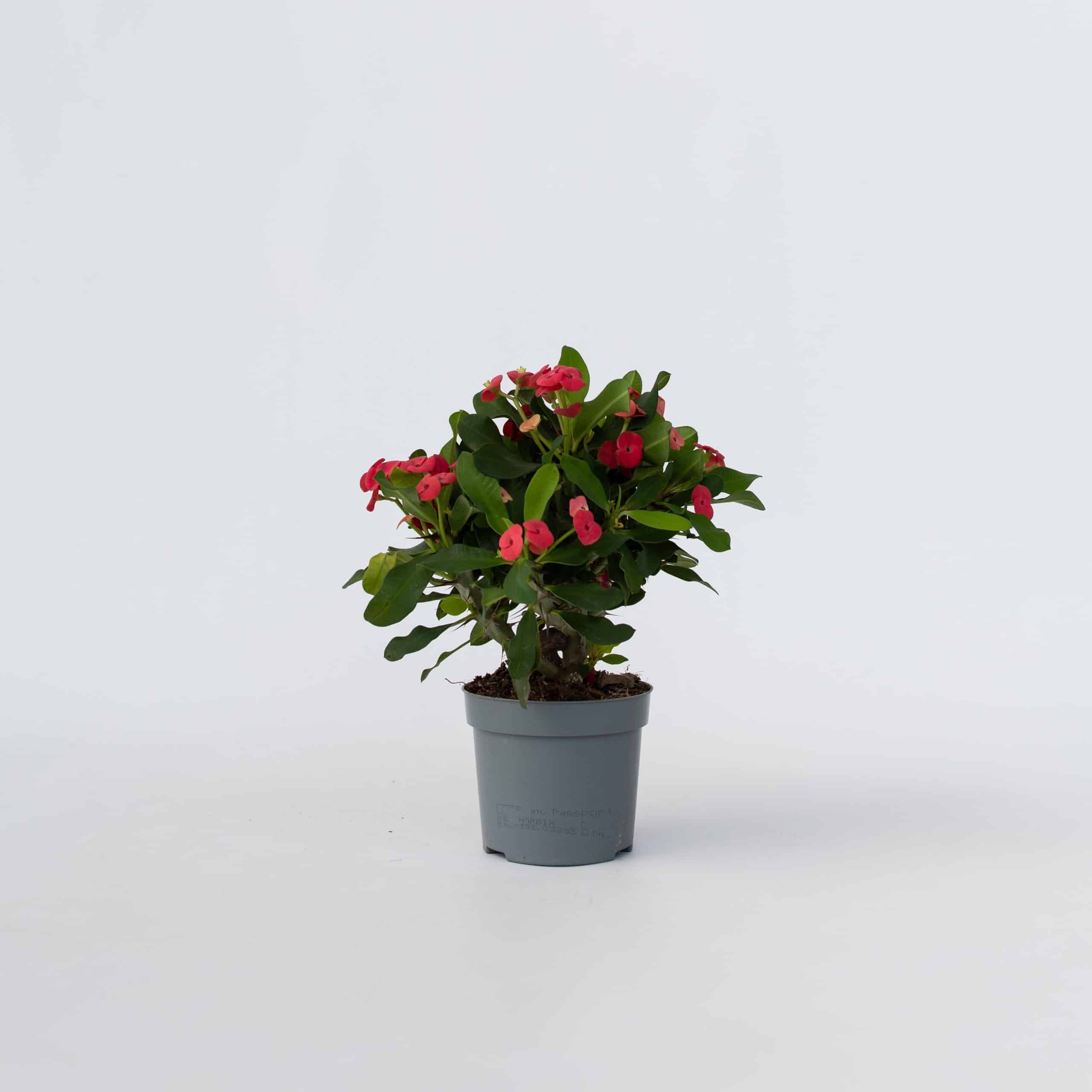 Plant in a Box - Christusdorn - Euphorbia 'Milii' - Höhe 25-35cm - Topf 13cm