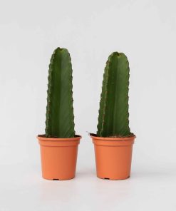 Plant in a Box - Cowboy-Kaktus - 2 Stk - Euphorbia ingens - Höhe 40-50cm - Topf 18cm