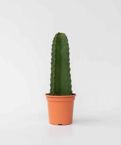 Plant in a Box - Cowboy-Kaktus - Euphorbia ingens - Höhe 40-50cm - Topf 18cm