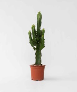 Plant in a Box - Cowboy-Kaktus - Euphorbia ingens - Höhe 50-60cm - Topf 17cm