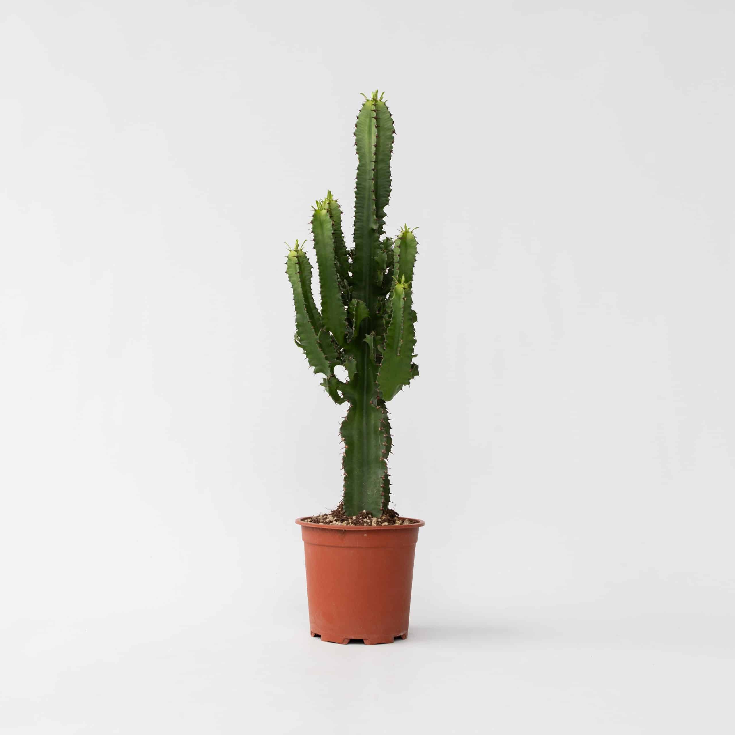 Plant in a Box - Cowboy-Kaktus - Euphorbia ingens - Höhe 50-60cm - Topf 17cm