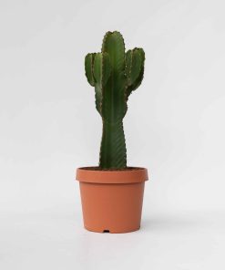 Plant in a Box - Cowboy-Kaktus - Euphorbia ingens - Höhe 85-95cm - Topf 24cm