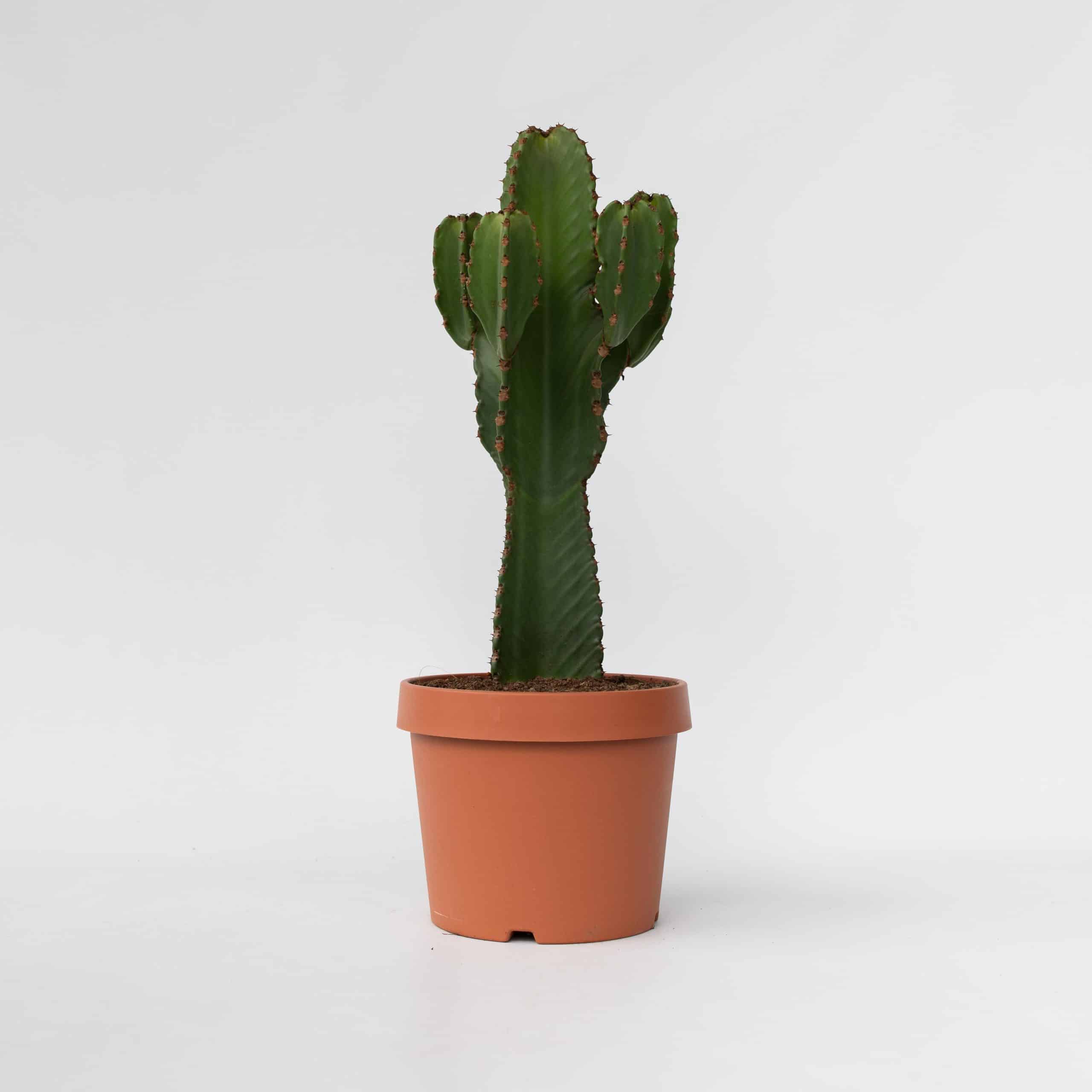 Plant in a Box - Cowboy-Kaktus - Euphorbia ingens - Höhe 85-95cm - Topf 24cm