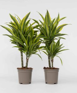 Plant in a Box - Drachenbaum - 2 Stk - Dracaena deremensis 'Lemon Lime' - Höhe 60-70cm - Topf 17cm