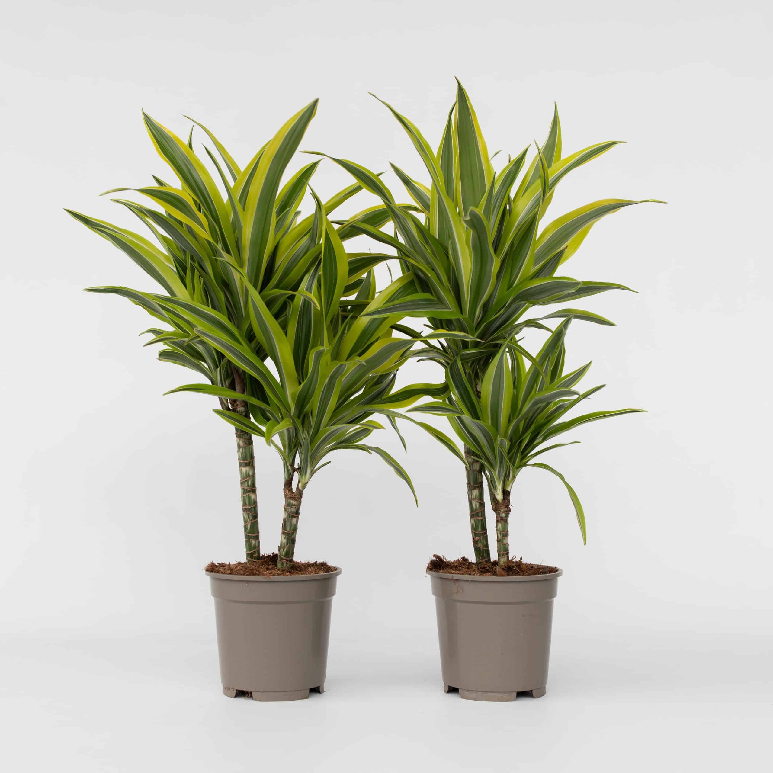 Plant in a Box - Drachenbaum - 2 Stk - Dracaena deremensis 'Lemon Lime' - Höhe 60-70cm - Topf 17cm