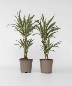 Plant in a Box - Drachenbaum - 2 Stk - Dracaena deremensis 'White Stripe' - Höhe 60-70cm - Topf 17cm