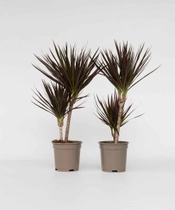 Plant in a Box - Drachenbaum - 2 Stk - Dracaena marginata 'Magenta' - Höhe 70-80cm - Topf 17cm