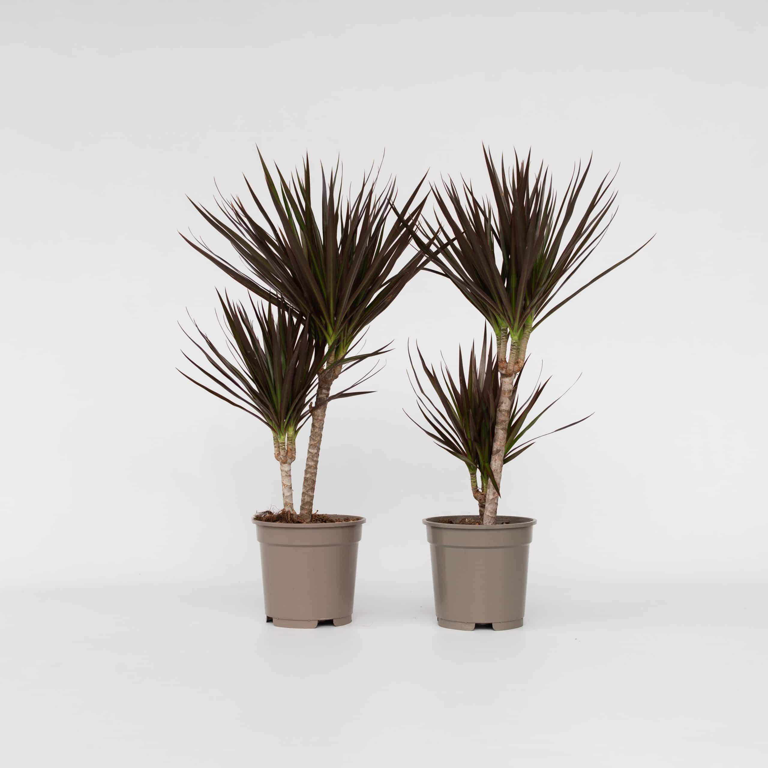 Plant in a Box - Drachenbaum - 2 Stk - Dracaena marginata 'Magenta' - Höhe 70-80cm - Topf 17cm