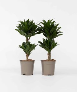 Plant in a Box - Drachenbaum - 2 Stk - Dracaena surculosa - Höhe 50-65cm - Topf 17cm