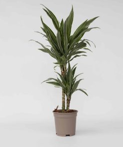 Plant in a Box - Drachenbaum - Dracaena Deremensis 'Warneckei' - Höhe 60-70cm - Topf 17cm