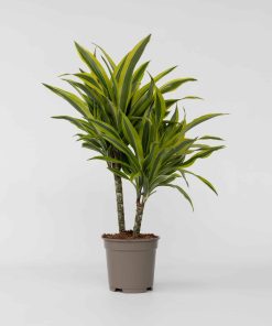 Plant in a Box - Drachenbaum - Dracaena deremensis 'Lemon Lime' - Höhe 60-70cm - Topf 17cm