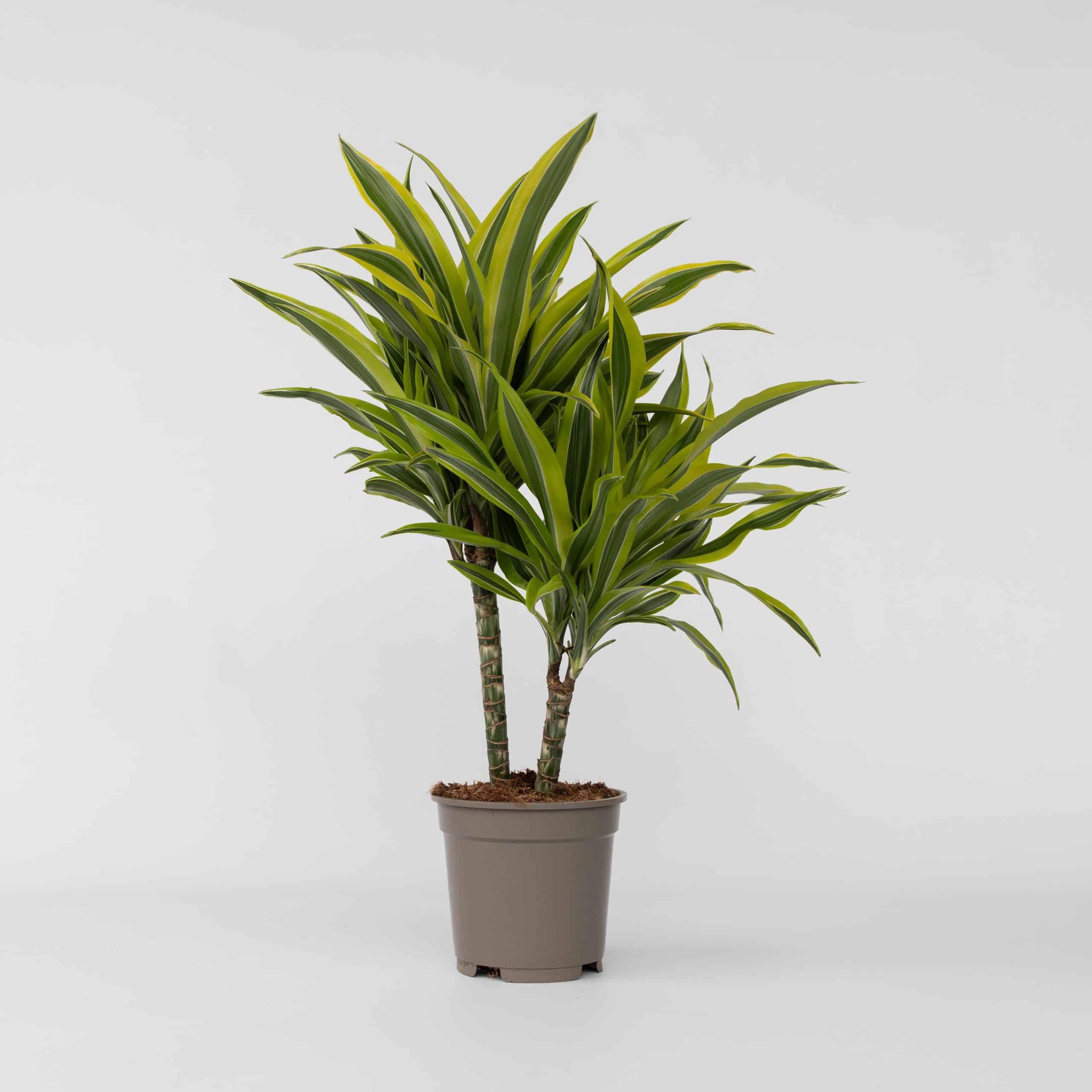 Plant in a Box - Drachenbaum - Dracaena deremensis 'Lemon Lime' - Höhe 60-70cm - Topf 17cm