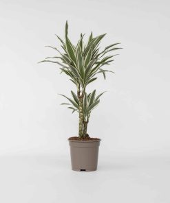 Plant in a Box - Drachenbaum - Dracaena deremensis 'White Stripe' - Höhe 60-70cm - Topf 17cm