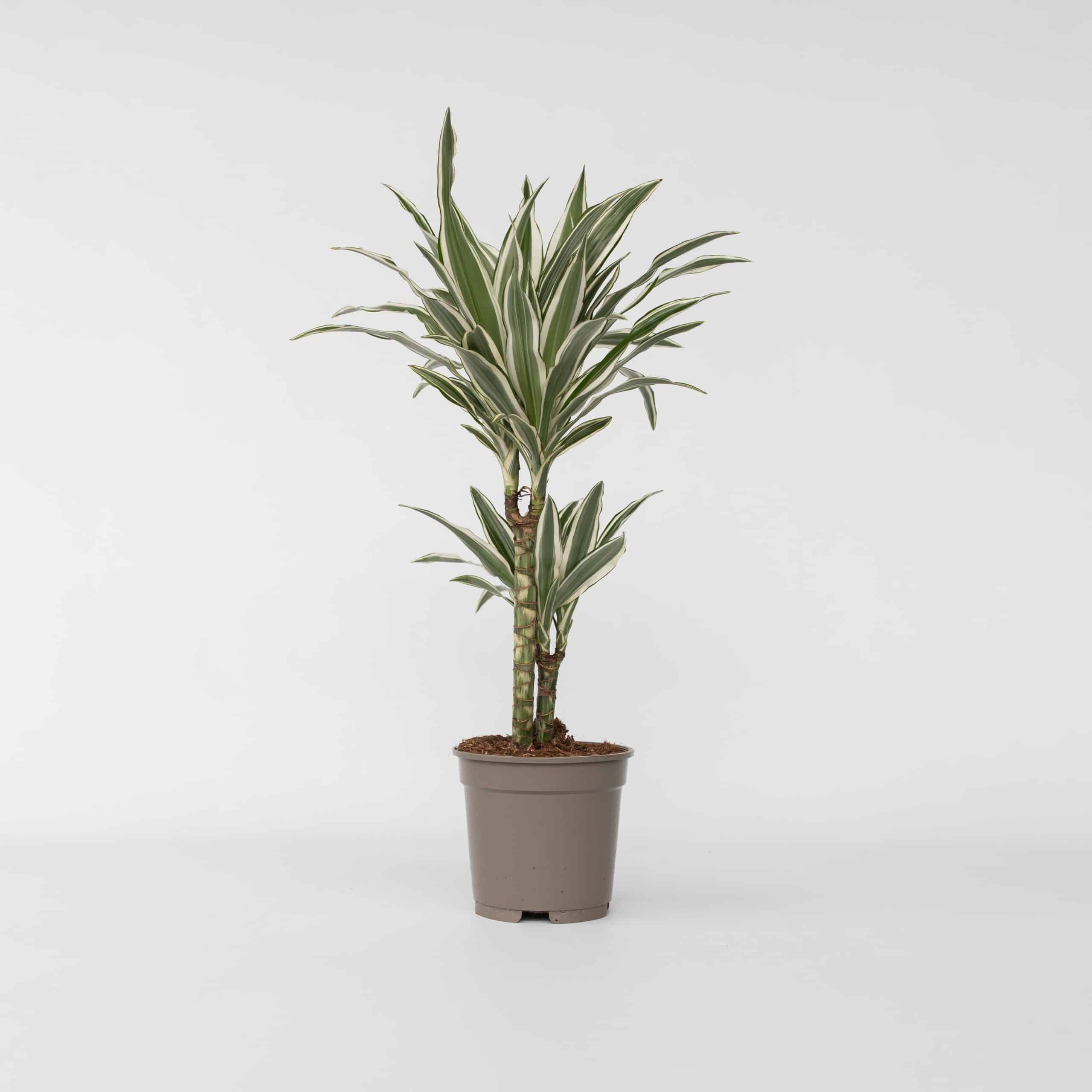 Plant in a Box - Drachenbaum - Dracaena deremensis 'White Stripe' - Höhe 60-70cm - Topf 17cm