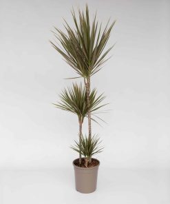 Plant in a Box - Drachenbaum - Dracaena marginata 'Bicolor' - Höhe 110-130cm - Topf 24cm