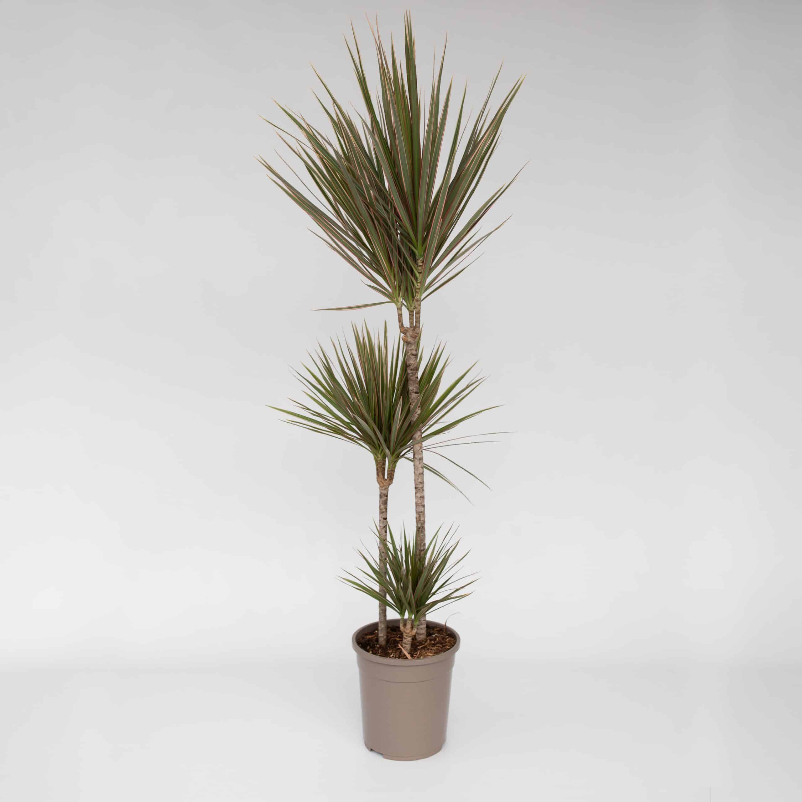 Plant in a Box - Drachenbaum - Dracaena marginata 'Bicolor' - Höhe 110-130cm - Topf 24cm