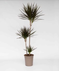 Plant in a Box - Drachenbaum - Dracaena marginata - Höhe 110-130cm - Topf 24cm
