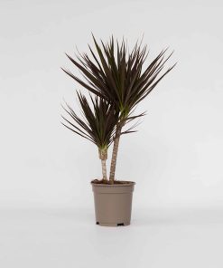Plant in a Box - Drachenbaum - Dracaena marginata 'Magenta' - Höhe 70-80cm - Topf 17cm