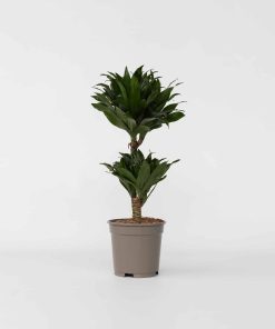 Plant in a Box - Drachenbaum - Dracaena surculosa - Höhe 50-65cm - Topf 17cm