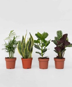 Plant in a Box - Einfache Zimmerpflanzen - 4 Stk - Höhe 25-40cm - Topf 12cm