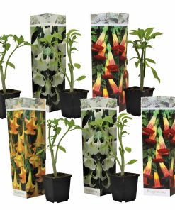 Plant in a Box - Engelstrompete - 6 Stk - Brugmansia - Höhe 25-40cm - Topf 9cm