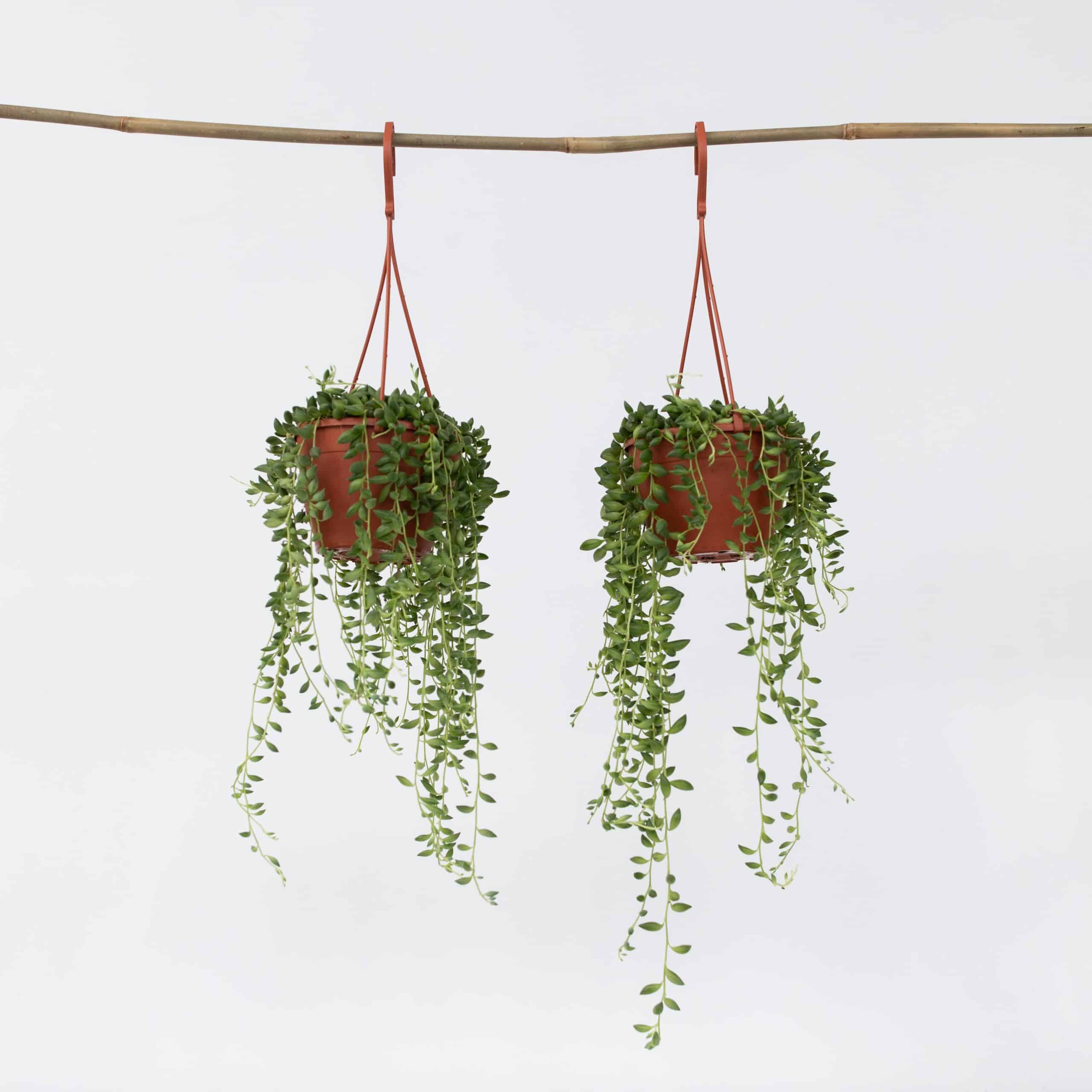 Plant in a Box - Erbsenpflanze - 2 Stk - Senecio rowleyanus - Höhe 10-20cm - Topf 12cm