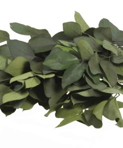 Plant in a Box - Eucalyptus Stuartiana - Getrockneter Eukalyptus - Höhe 40-50 cm